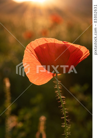 wild poppy field - Armistice or Remembrance day background wild poppy field - Armistice or Remembrance day background 83802631