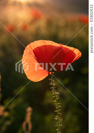 wild poppy field - Armistice or Remembrance day background wild poppy field - Armistice or Remembrance day background 83802632