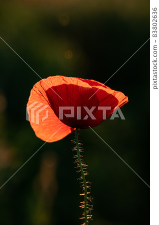 wild poppy field - Armistice or Remembrance day background wild poppy field - Armistice or Remembrance day background 83802636