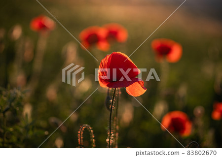 wild poppy field - Armistice or Remembrance day background 83802670