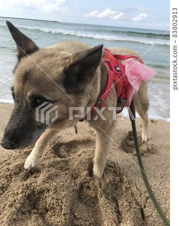 海和老狗 83802913