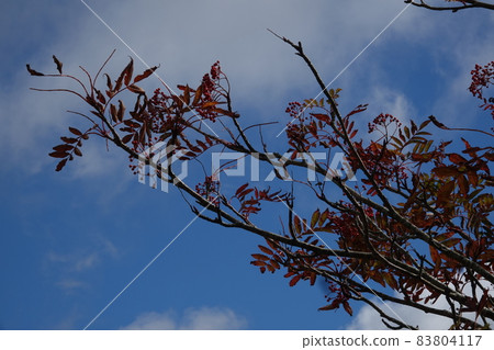 Red fruit of rowan spreading in the blue sky Red fruit of rowan spreading in the blue sky 83804117