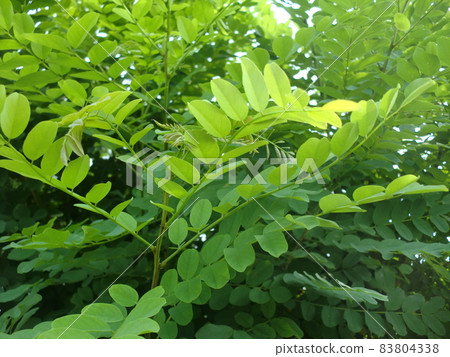 豆科灌木幼葉 83804338