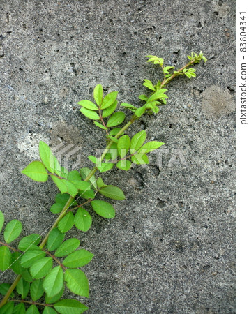 綠色植物和舊混凝土牆 綠色植物和舊混凝土牆 83804341