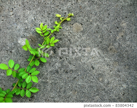 綠色植物和舊混凝土牆 83804342
