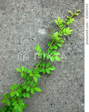 綠色植物和舊混凝土牆 綠色植物和舊混凝土牆 83804343