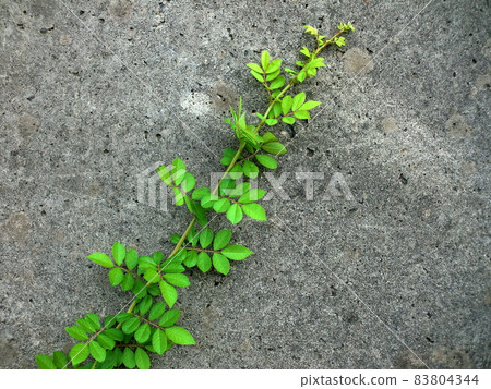 綠色植物和舊混凝土牆 綠色植物和舊混凝土牆 83804344