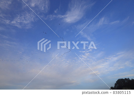 泉沼的早晨航班 泉沼的早晨航班 83805115