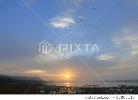 泉沼的早晨航班 泉沼的早晨航班 83805116