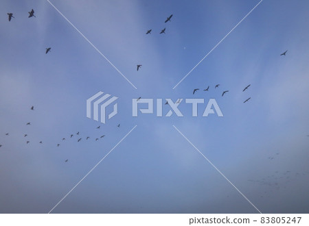 Morning flight of Izunuma Morning flight of Izunuma 83805247