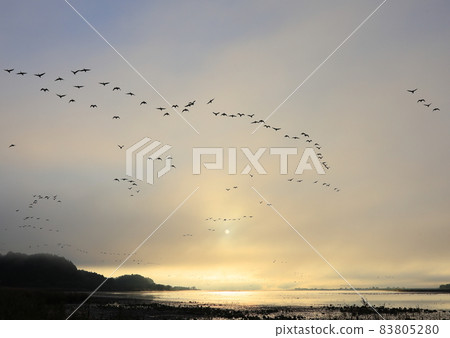 Morning flight of Izunuma Morning flight of Izunuma 83805280