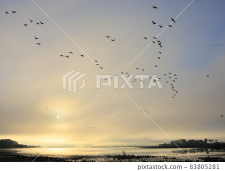 Morning flight of Izunuma Morning flight of Izunuma 83805281