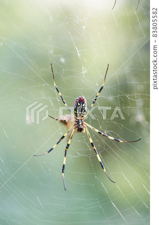 Girl spider 83805582