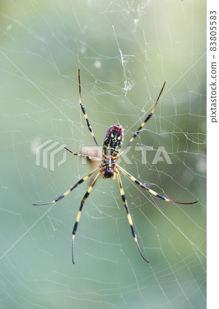 Girl spider 83805583