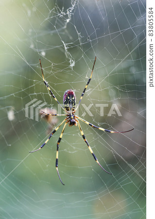 Girl spider 83805584