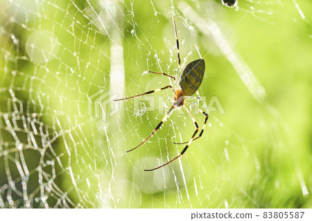 Joro Spider 背光 83805587