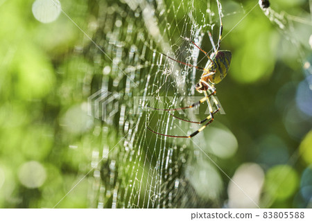 Joro Spider 背光 Joro Spider 背光 83805588