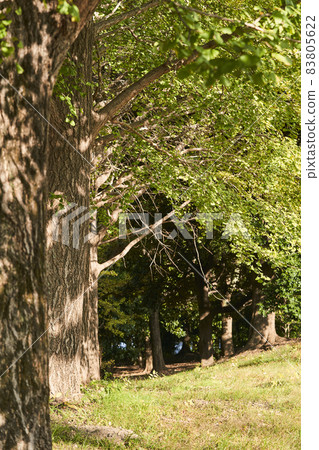 Gingko line trees in the park Gingko line trees in the park 83805622