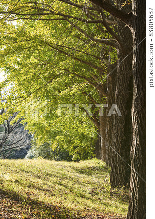 銀杏線樹在公園裡 83805632