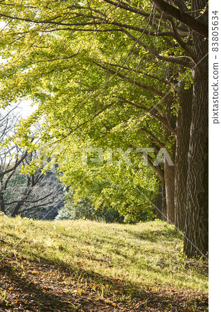 銀杏線樹在公園裡 83805634
