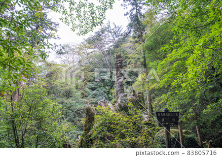 The site of the old man cedar on Yakushima The site of the old man cedar on Yakushima 83805716