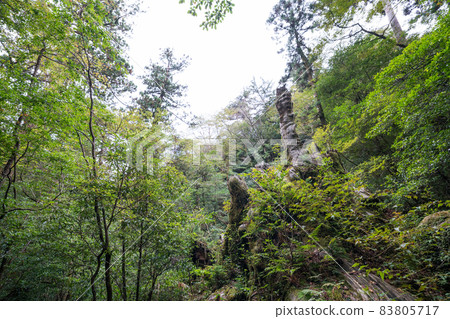 屋久島老人雪松遺址 屋久島老人雪松遺址 83805717