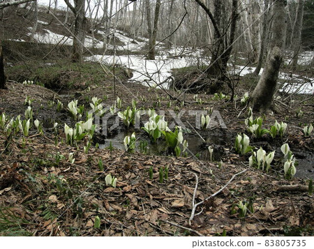 臭鼬白菜 83805735