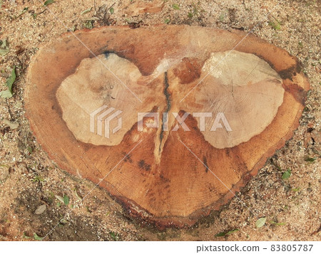 具有蝴蝶狀花紋的罕見樹樁 83805787