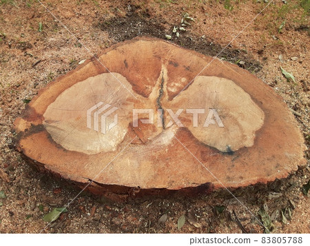 具有蝴蝶狀花紋的罕見樹樁 83805788
