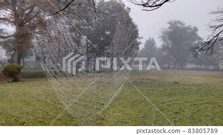 具有蝴蝶狀花紋的罕見樹樁 83805789