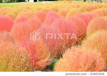 彩色的 Kokia 秋葉 83805936