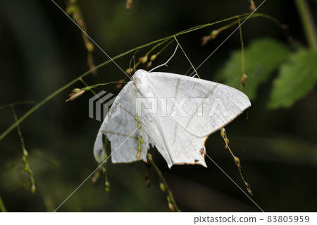 白燕子 白燕子 83805959