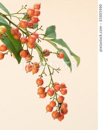 Nanten Nanten 83805990