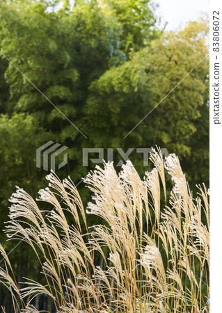 Miscanthus sinensis fluttering in the wind Miscanthus sinensis fluttering in the wind 83806072