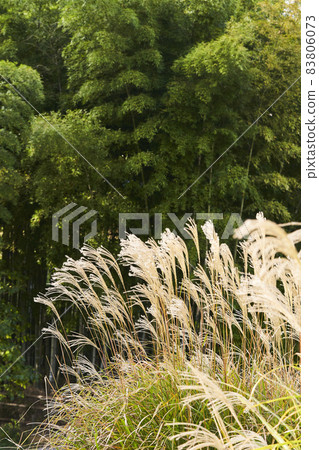 Miscanthus sinensis fluttering in the wind Miscanthus sinensis fluttering in the wind 83806073