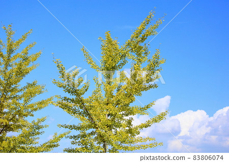 Colored ginkgo leaves yellow leaves Colored ginkgo leaves yellow leaves 83806074