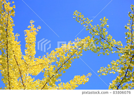 Colored ginkgo leaves yellow leaves Colored ginkgo leaves yellow leaves 83806076