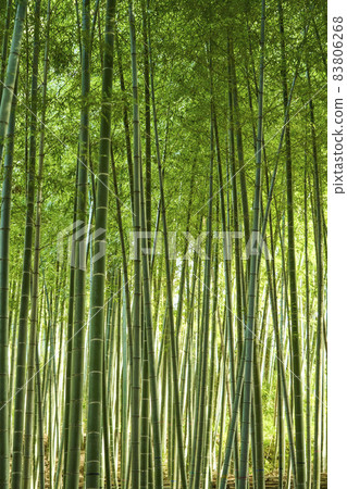 竹叢背景材料 83806268