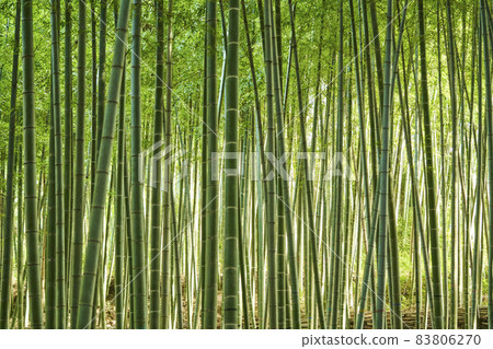 Bamboo bush background material Bamboo bush background material 83806270