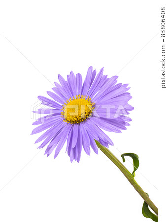 Flower lilac aster isolated on white background Flower lilac aster isolated on white background 83806408