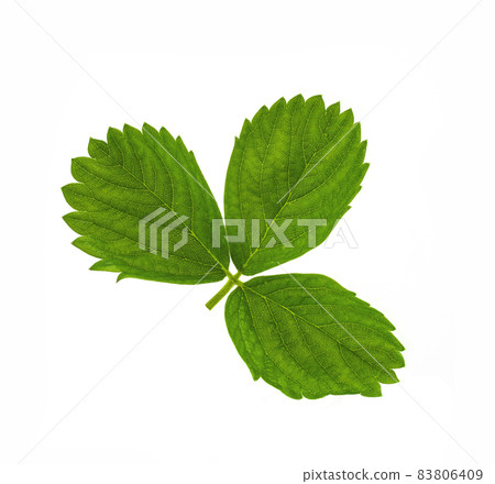 Strawberry leaves isolated on white background. Geen strawberry leaf Clipping Path. Top view Strawberry leaves isolated on white background. Geen strawberry leaf Clipping Path. Top view 83806409
