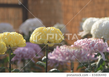 菊大船花中心 菊大船花中心 83806440