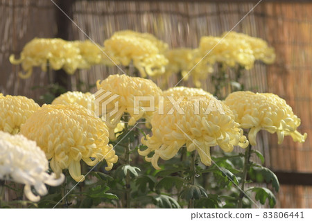 菊大船花中心 菊大船花中心 83806441