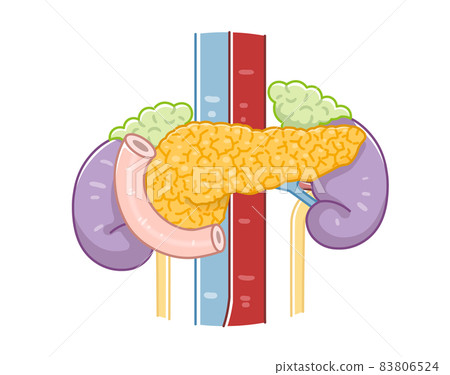 <Illustration of pancreas, duodenum, kidney, ureter, adrenal gland 83806524