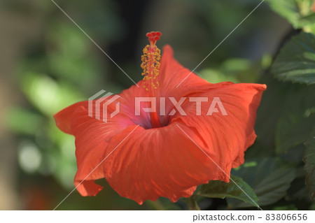 芙蓉大船花卉中心 83806656