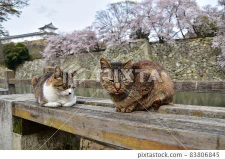 A cute stray cat sitting on a promenade along the moat of Himeji Castle and cherry blossoms in full bloom in Himeji City, Hyogo Prefecture, Japan A cute stray cat sitting on a promenade along the moat of Himeji Castle and cherry blossoms in full bloom in Himeji City, Hyogo Prefecture, Japan 83806845