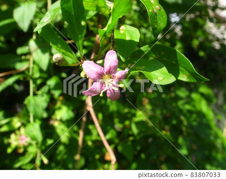 Matrimony vine Matrimony vine 83807033