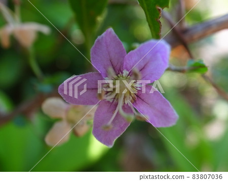 Matrimony vine Matrimony vine 83807036