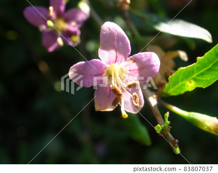Matrimony vine Matrimony vine 83807037