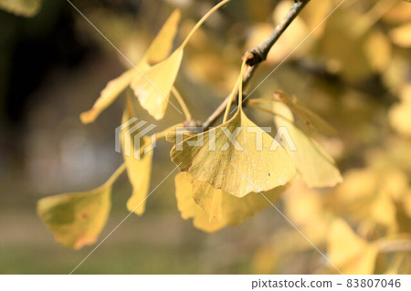 Ginkgo leaves colored yellow Ginkgo leaves colored yellow 83807046